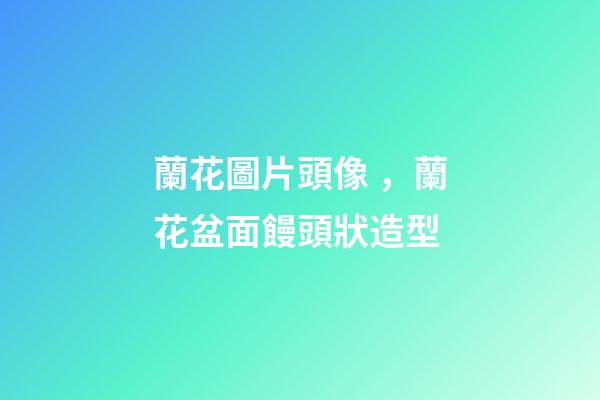 蘭花圖片頭像，蘭花盆面饅頭狀造型